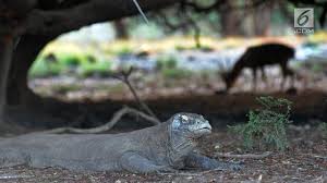 Kisah mengerikan manusia digigit komodo. Nasib Komodo Di Proyek Jurassic Park News Liputan6 Com