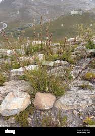 Image result for Tetraria