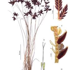 Image result for Schoenoplectus muriculatus