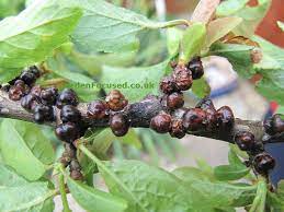 Pests And Disease Of Plum Trees