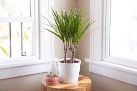 Indoor plant low light conditions. Low Light Indoor Plants For Your Home