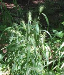 Image result for Vepris rogersii