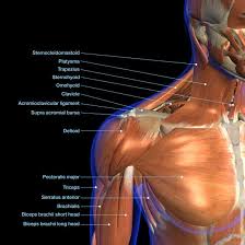 In this video i talk about the muscles that come from the thoracic wall and chest muscles that insert on the shoulder bones. Muscles In The Chest Joi Jacksonville Orthopaedic Institute