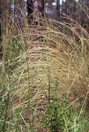 Image result for Aristida