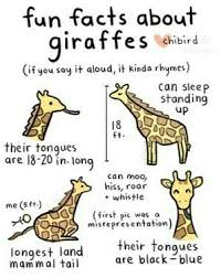 Pin By Mary Harrington On Giraffes Giraffe Facts Fun Facts About Giraffes Giraffe