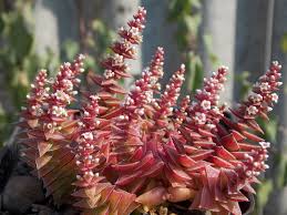 Image result for Crassula alsinoides