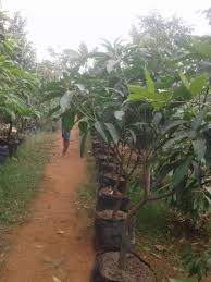 Rahasia menanam mangga harum manis cepat berbuah lebat dan besar mangga harum manis mempunyai buah yang. Jual Pohon Mangga Harum Manis Dll Konstruksi Dan Taman 752967018
