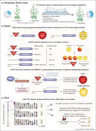 Image result for Styppeiochloa