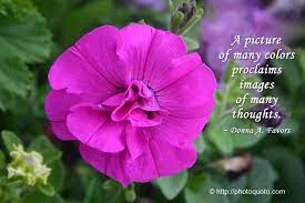 Flowers by donna tigard or. Pin On Citate
