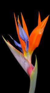 Pin By Driena Steyn On Flores Mil Birds Of Paradise Flower Paradise Flowers Unusual Flowers