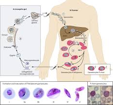 epidemiology and infectivity of plasmodium falciparum and