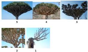 The dragon blood trees growing on the mountain plateau is an alien landscape for sure. Forests Free Full Text Local Management System Of Dragon S Blood Tree Dracaena Cinnabari Balf F Resin In Firmihin Forest Socotra Island Yemen Html