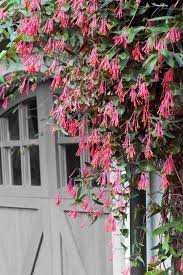Growing flowers on vines form a natural partnership with vertical structures in the home landscape, such as a mailbox or lamppost. 10 Fast Climbing Flowering Vines For Your Garden Climbing Flowering Vines Flowering Vines Fast Growing Vines