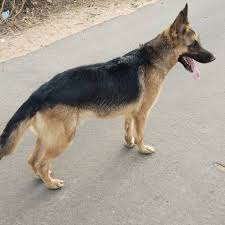 Jarman Safed Dog Facebook Ünlü ve amatör yazarlardan en güzel dog names male jarman safed kitapları incelemek ve satın almak için tıklayın. jarman safed dog facebook