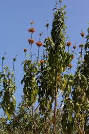 Image result for Leonotis decadonta