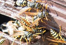 Leave the bucket in place for several days to make sure all wasps are dead. How To Get Rid Of Wasps And Hornets Updated For 2021 Pests Org
