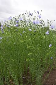 Image result for Linum usitatissimum