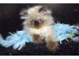 The complete owners guide to himalayan cats and kittens including buying, daily care, personality, temperament, health, diet and breeders. Persian Himalayan Kittens Pets Los Angeles Ca Recycler Com