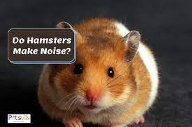 Do Hamsters Make Noise 5 Types Of Sounds A Hamster Makes