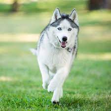 Wolf dog puppies for adoption near me. 13 Wolf Dog Breeds Siberian Husky Northern Inuit Dog And More