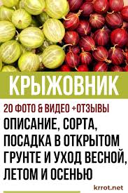 посадка и уход за огурцами в открытом грунте видео Kryzhovnik Severnyj Vinograd Opisanie Sorta Posadka V Otkrytom Grunte I Uhod Vesnoj Letom I Osenyu 20 Foto Video Berry Garden Lawn And Garden Berries