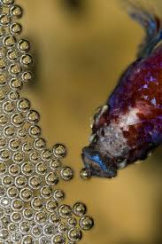 Male Betta With Bubble Nest By Flapper212 License Creative Commons 4 0 Betta Breeding Betta Fish Care Breeding Betta Fish