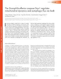 We did not find results for: Pdf The Drosophila Effector Caspase Dcp 1 Regulates Mitochondrial Dynamics And Autophagic Flux Via Sesb
