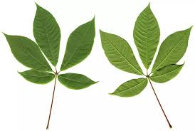 Image result for Hippocratea parviflora