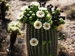 Maybe you would like to learn more about one of these? Arizona State Flower Images Top Collection Of Different Types Of Flowers In The Images Hd