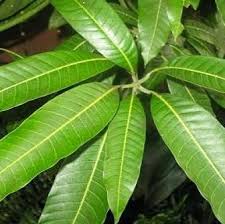 Maybe you would like to learn more about one of these? Klasifikasi Daun Mangga Morfologi Penyakit Dipohon Mangga