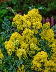 Image result for Satyrium flavum