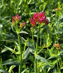 Image result for Centranthus