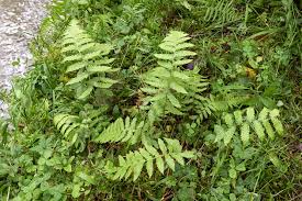 Image result for Stegnogramma