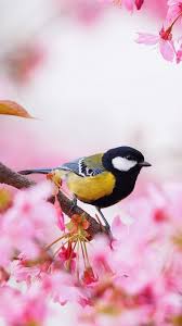 Beautiful nature pictures beautiful nature wallpaper beautiful landscapes beautiful gardens beautiful places beautiful beautiful beautiful lights garden types landscape photography. Spring Birds Flowers Wallpapers Wallpaper Cave