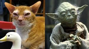 She covers the world of human and animal behavior, as well as paleontology and other science topics. Animals Who Look Like Famous Fictional Characters