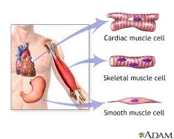 Muscles are made up of highly specialized thin and elongated cells called muscle fibres. Types Of Muscle Tissue Medlineplus Medical Encyclopedia Image