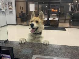 Maybe you would like to learn more about one of these? Dog Runs Away From Home Goes Straight To The Police Station