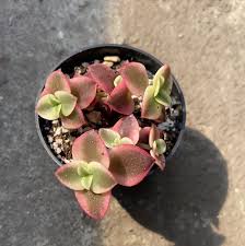 Image result for Crassula granvikii