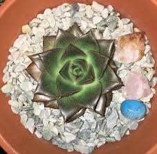 Be civil to each other. Echeveria Purpusorum Slowest Growing Succulent I Ve Had Succulents