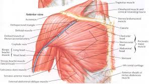 Primarily, there are three chest muscles involved in movement: Anterior View Of Thorax Muscle Anatomy
