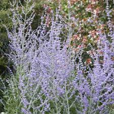 Perovskia atriplicifolia 'blue spire' is a fast growing herb that can be grown in usda plant hardiness zones 5a through 10b. Buy Russian Sage Syn Salvia Blue Spire Perovskia Blue Spire 14 99 Delivery By Crocus