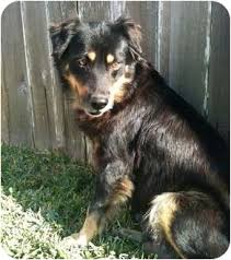 If you have owned a rottweiler, then you know that they do not shed fur regardless of the breed, your puppy and dog will need regular grooming. Australian Shepherd Rottweiler Mix Good Idea Karen Shanley