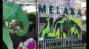 Kereta mini ini melintas di rel nyata dengan tanjakan, tikungan, bahkan terowongan. Zoo Melaka Harga Tiket Zoo Melaka Rm10 Berbaloi Ke Youtube