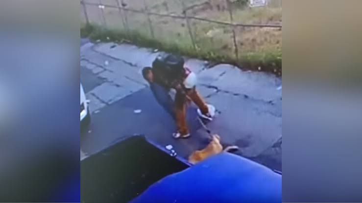 Reward offered for finding man, dog in viral Long Beach abuse video