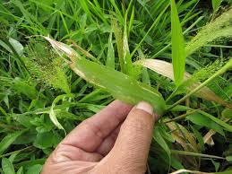 Image result for Arundinella