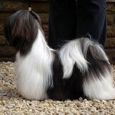 Black And White Maltese Shih Tzu Puppy Gorgeous Black And White Lhasa Puppy Grooming Shih Tzu Shih Tzu Puppy