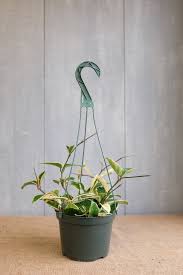 Image result for hoya plant flower