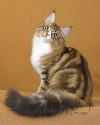 They're affectionate without being needy, they're adaptable, and they've kept their. Maine Coon Kittens For Sale Near Me Petfinder