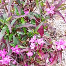 Image result for Barleria obtusa