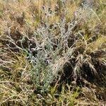 Image result for Gutenbergia rueppellii